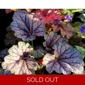 Heuchera 'Mystic Angel'
